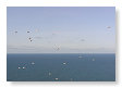 Seabirds.SB20