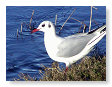 Seabirds.SB29