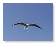 Seabirds.SB21