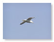 Seabirds.SB22