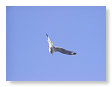 Seabirds.SB23
