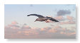 Seabirds.SB24