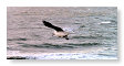 Seabirds.SB25