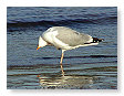 Seabirds.SB28