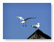 Seabirds.SB26