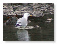 Seabirds.SB27