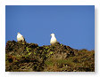 Seabirds.SB3