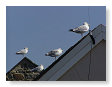 Seabirds.SB30