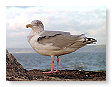 Seabirds.SB7