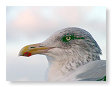 Seabirds.SB8