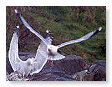 Seabirds.SB32