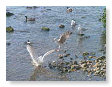 Seabirds.SB35