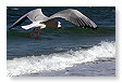 Seabirds.SB34