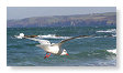 Seabirds.SB33