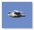 Seabirds.SB37
