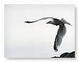Seabirds.SB36