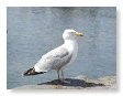 Seabirds.SB39