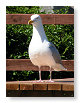Seabirds.SB41