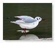 Seabirds.SB44