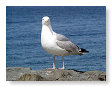 Seabirds.SB42