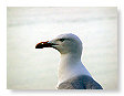Seabirds.SB43
