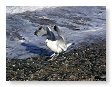 Seabirds.SB49