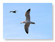 Seabirds.SB46
