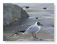 Seabirds.SB47