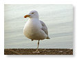 Seabirds.SB40