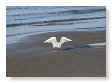 Seabirds.SB50