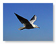 Seabirds.SB53