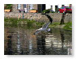 Seabirds.SB54