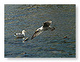 Seabirds.SB55