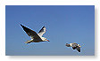 Seabirds.SB52