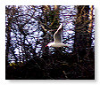 Seabirds.SB57