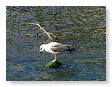 Seabirds.SB56