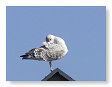 Seabirds.SB58