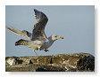 Seabirds.SB59