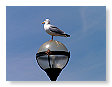 Seabirds.SB60