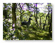 Devil's Bridge - Stag?
