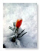 Flowers in the snow 1