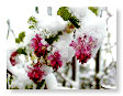 Flowers in the snow