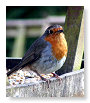 Robin 1