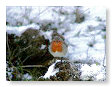Robin