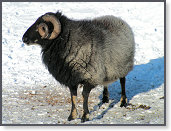 Snow sheep near Trefenter 001