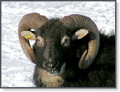 Snow sheep near Trefenter 002