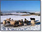 Snow sheep near Trefenter 004