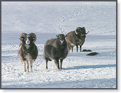 Snow sheep near Trefenter 007