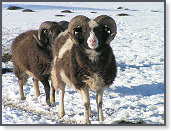 Snow sheep near Trefenter 012
