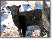 Snow sheep near Trefenter 012